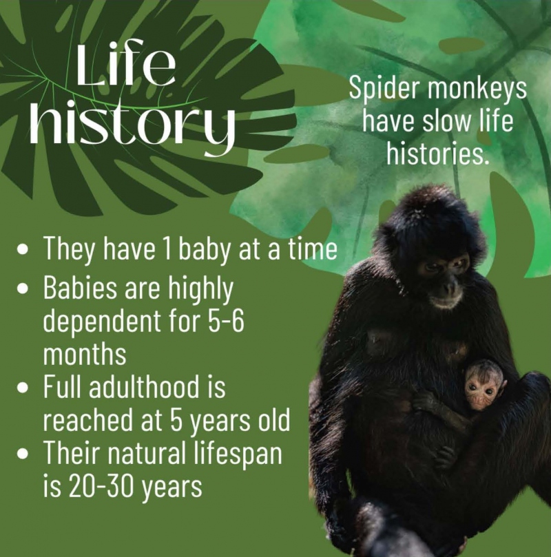 Life History Infographic.