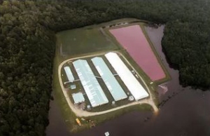 Pig waste discoloring lagoon water.