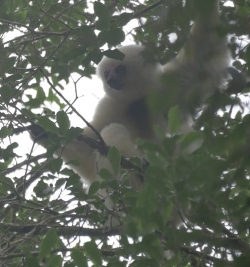 Silky sifaka in a tree.