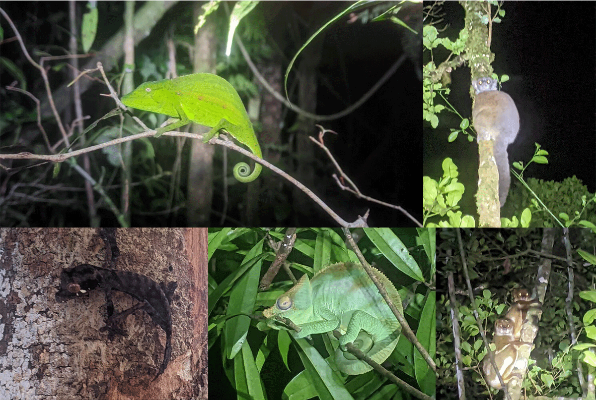 Biodiversity of Madagascar