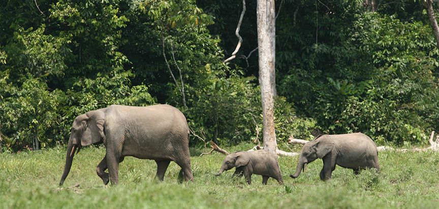 Forest elephant family group in a rainforest clearing; Credit Richard Ruggiero USFWS