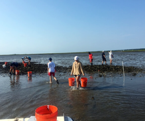 Image: Collecting oyster field samples in North Carolina’s coastal waters, by NOAA Office for Coastal Management.