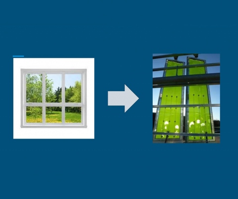 Diagram of algae windows.