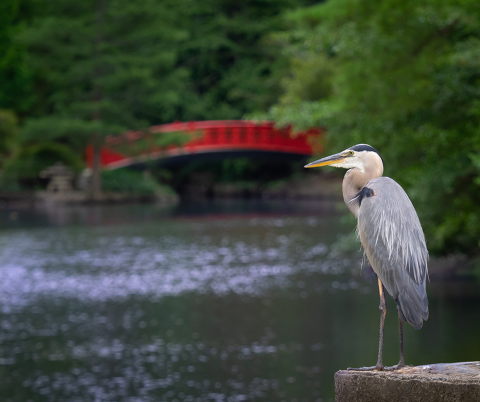 Heron standing by a pond with a red Japanese footbridge in background.