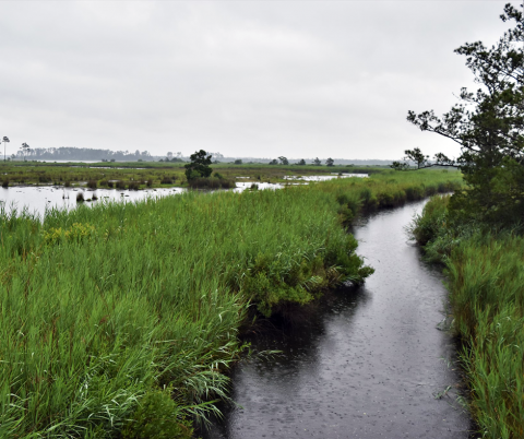 View of wetlands in the rain.