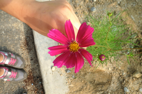 A person wearing sneakers with pink shoelaces holding a pink flower.