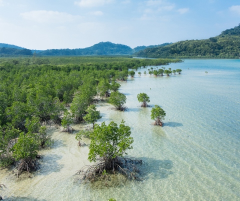 Mangroves.