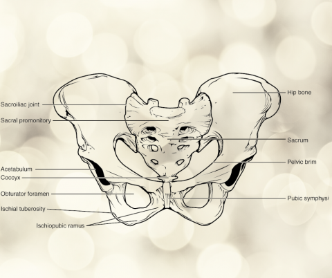 Pelvic diagram.