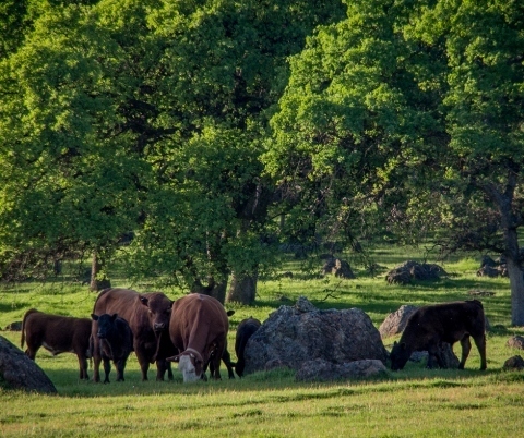 Grazing.