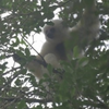 Silky sifaka.