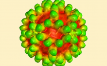 Image: A digital 3D representation of the West Nile virus in complex with the Fab fragment of a neutralizing monoclonal antibody