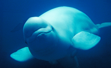 Beluga whale underwater.