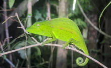 Chameleon on a thin branch at night.