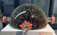 Fungus garden with queen, shown under clear plastic or glass dome.