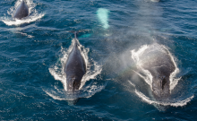 Several whales seen from above, swimming in ocean.
