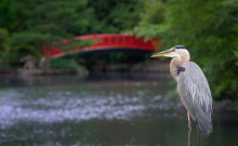 Heron standing by a pond with a red Japanese footbridge in background.