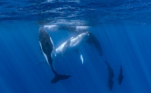 Whales diving.