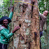 Measuring a tree in Gabon.