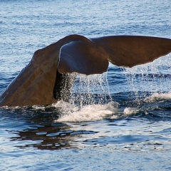 Whale tail.