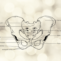 Diagram of pelvis.