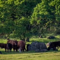 cows grazing.