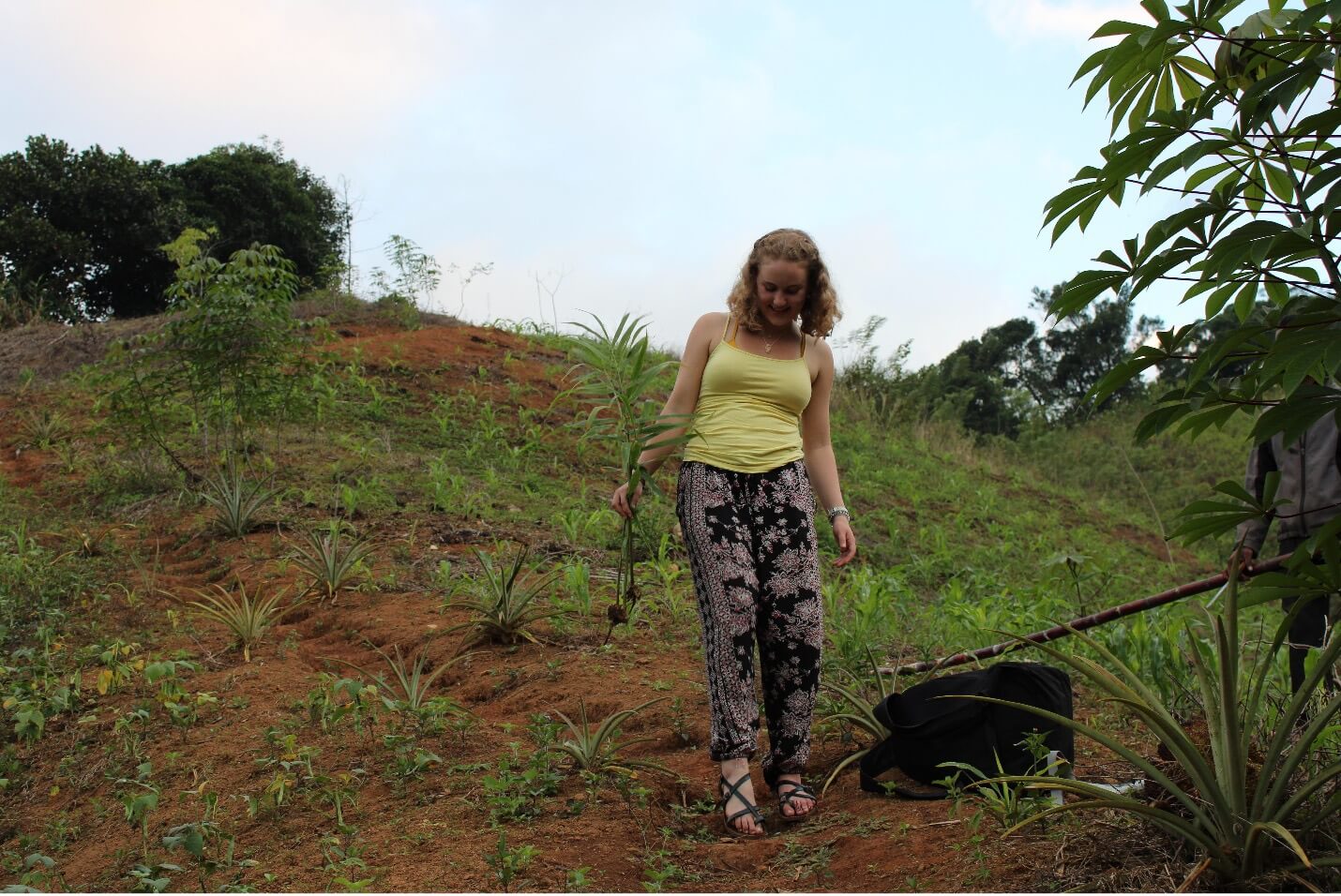 Jane navigating the narrow paths while also carrying a sample of fresh ginger