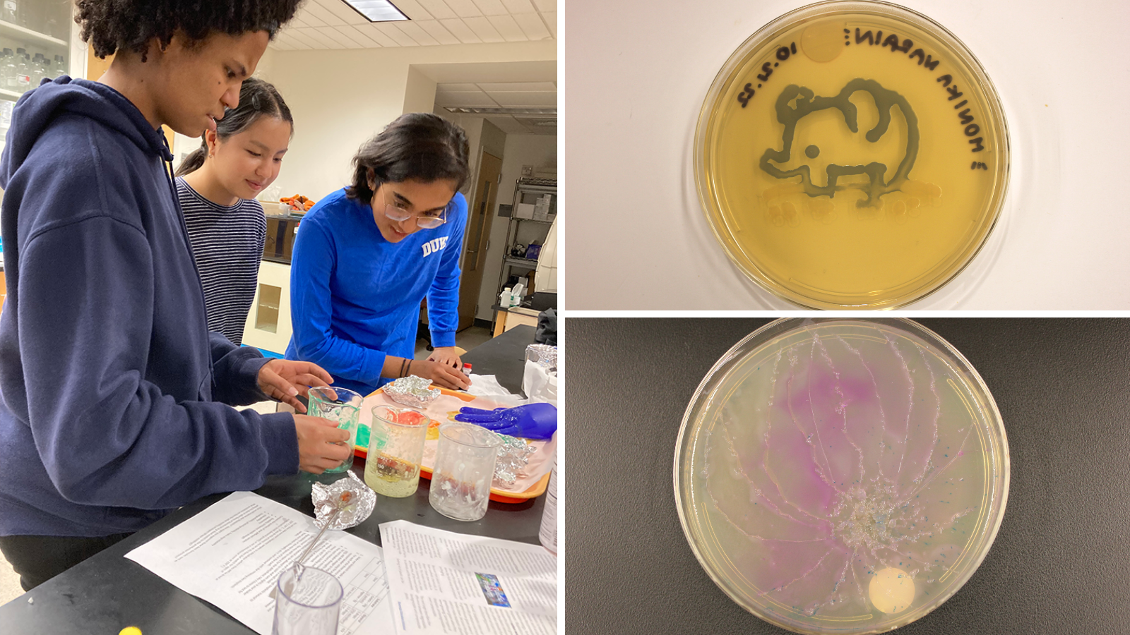 Left: Laboratory Art in Practice team members work with bioplastics in the lab; Right: Microbial art created by the team (Photos courtesy of the Laboratory Art in Practice team)