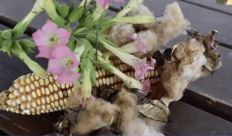 Tobacco flowers with cotton balls and a corn cob, harvested from the Cackalacky plot.