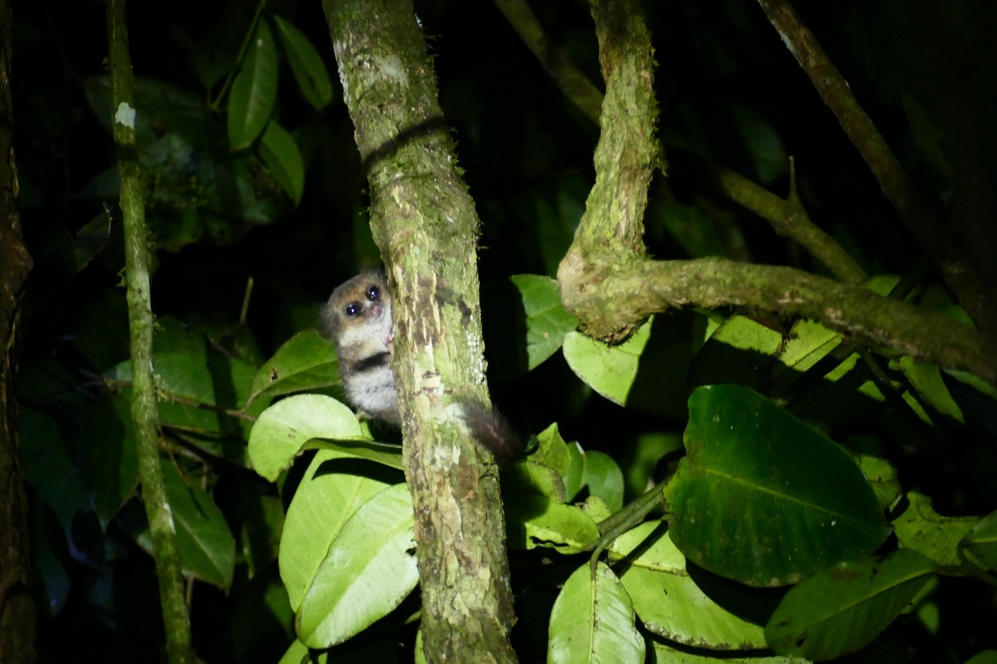 Hairy-eared dwarf lemur.