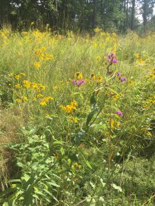 Piedmont Prairie at Duke Gardens.