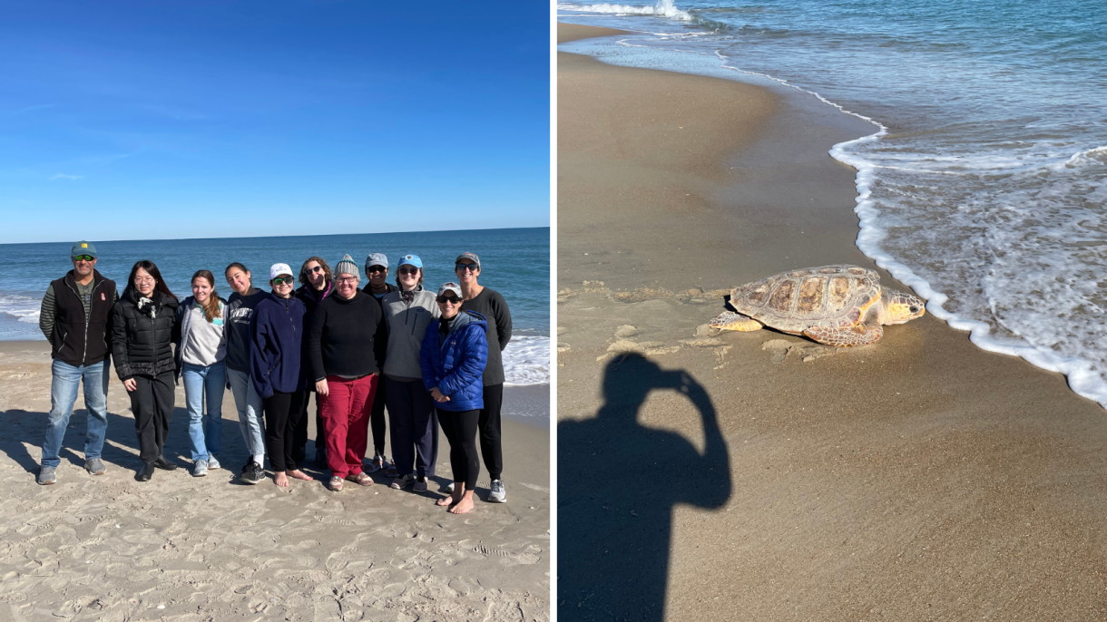 Left: team photo on the beach. Right: sea turtle returning to the ocean.