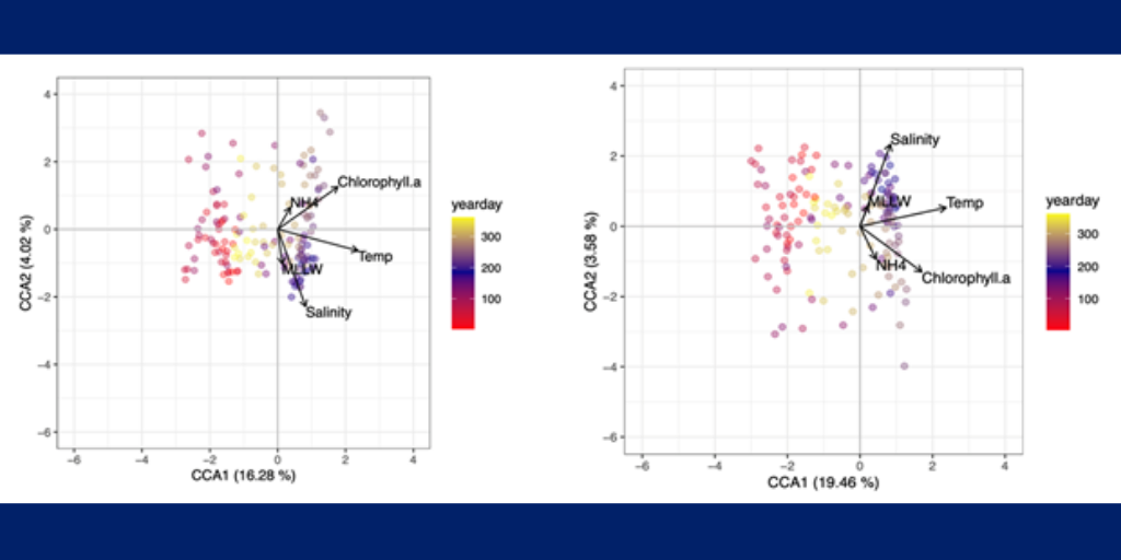 Figure 1. Canonical correspondence analysis (CCA) for cyanobacterial OTUs (Panel A) and oligotypes (Panel B). CCA relates community composition to environmental variables for each sample. The percent of variation in the microbial community explained by each axis is indicated in parentheses after the axis label. Environmental variables are represented by vectors, including temperature, salinity, chlorophyll a, and ammonium (NH4). Each circle represents the microbial community composition at a specific time point, and the color gradient indicates the year day.